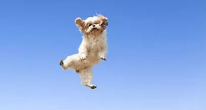 Picture of dog flying in the air