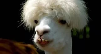 Picture of a smiling Llama